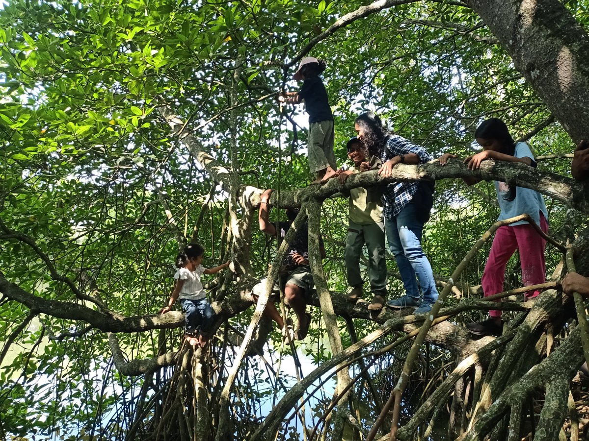 dilrajnp's tweet photo. World Mangrove Day was July 26 🌿

Did you know Kochi has a 40-acre Mangrove Island in the heart of the city? Home to 100+ year old true mangrove trees.

A natural wonder waiting to become India's first Mangrove Heritage Park.

Tourists, explorers & investors — let's talk. #GDMangroveTours

#WorldMangroveDay #Mangroves #Kochi #KeralaTourism #InvestInKerala #EcoTourism
