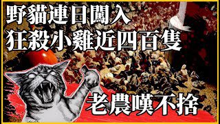 0923155010's tweet photo. @Blind___Gamer 然後家貓是入侵外來種 全世界都是、吃飽飽後去獵殺各種小型動物當作玩具 https://t.co/HjPL38Yiwp