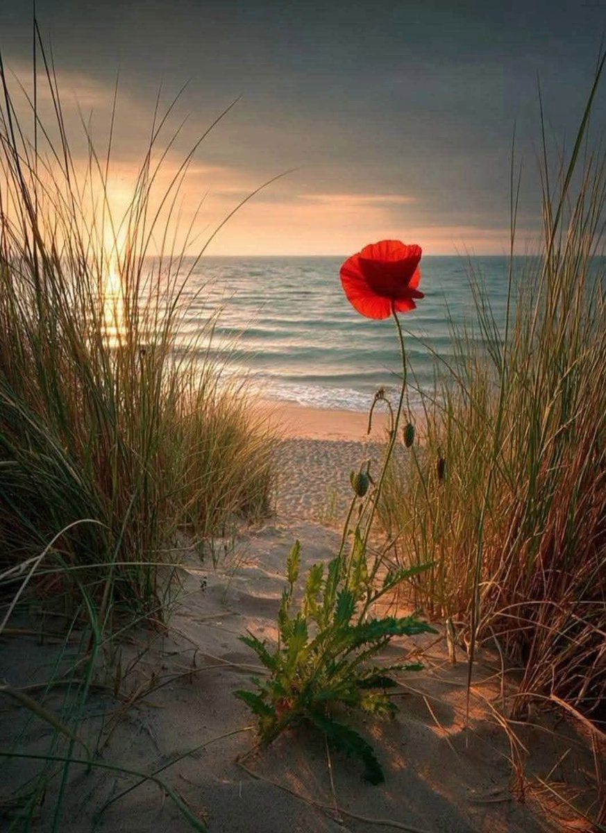Giozln73's tweet photo. Ogni mattina che nasce all’alba è una promessa leggera che la vita ci fa in silenzio : non garantisce nulla, perché soggetta alle nostre decisioni e al destino, ma offre tutto ciò che è possibile per iniziare a cambiare la nostra vita..  buongiorno a tutti https://t.co/7McTkaoh2a