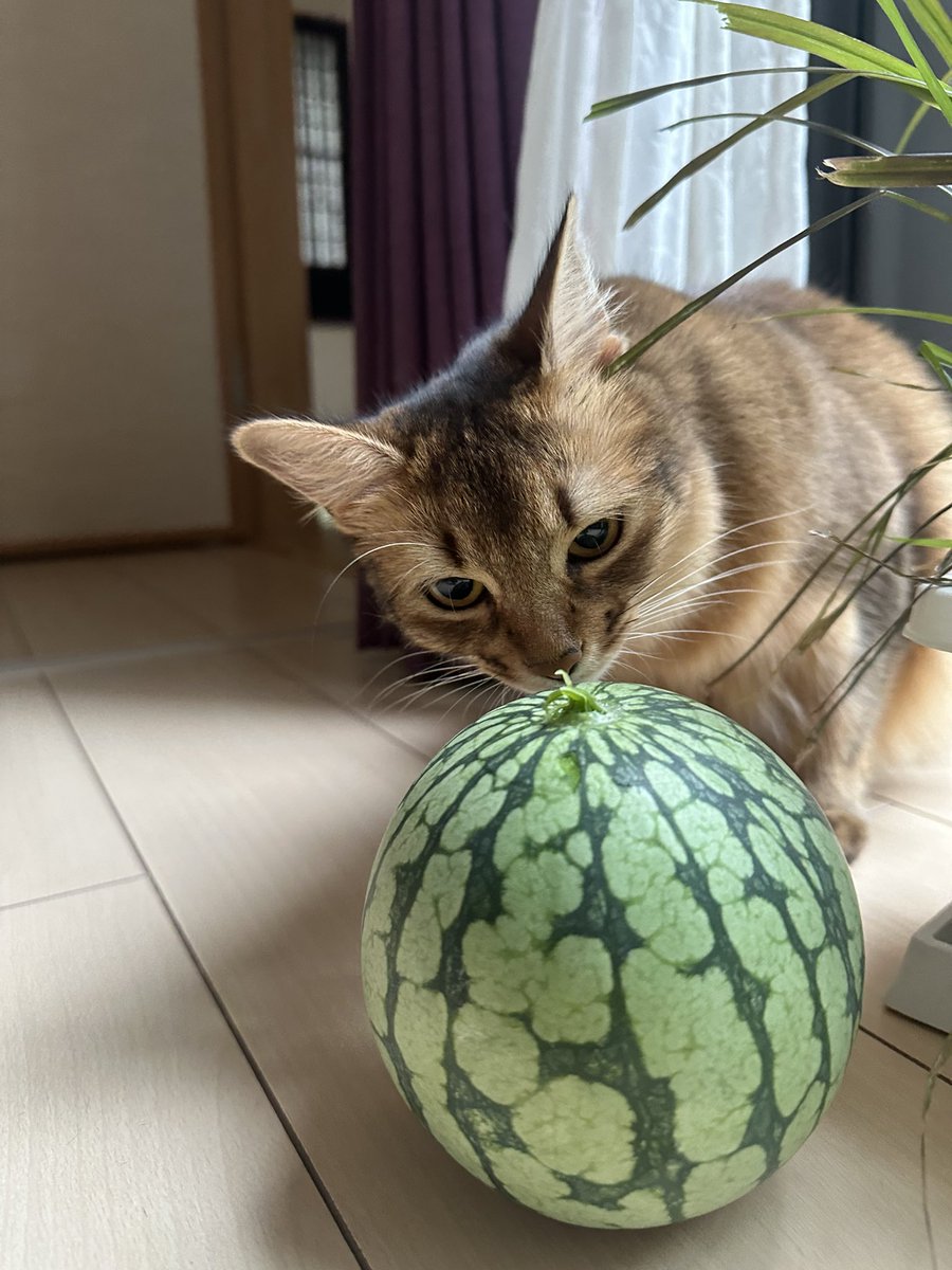 himejiro's tweet photo. 庭になってた小玉スイカ、割ってみたら予想外の色すぎた😂 ちゃんと甘いスイカの味でした😁 https://t.co/8ZFROHL6Nq