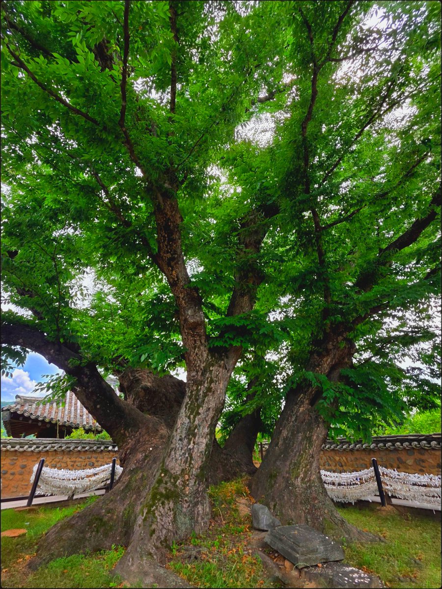 k_pawlowska's tweet photo. #GoodMorning & have a joyful #ThickTrunkTuesday ๐ณ
Here is 600-year-old zelkova #tree named Samsindang, located at the center of #Andong #Hahoe Folk Village
๐ฐ๐ท. It is believed to be the home of Samsin, the goddess of birth, health, and fertility. Locals and visitors write personal wishes on small pieces of paper and tie them to the ropes & fences surrounding the tree.
#SongOfTheDay is: https://t.co/TVlGgmYjQ3 ๐ถ
#KoreanAdventure #Nature