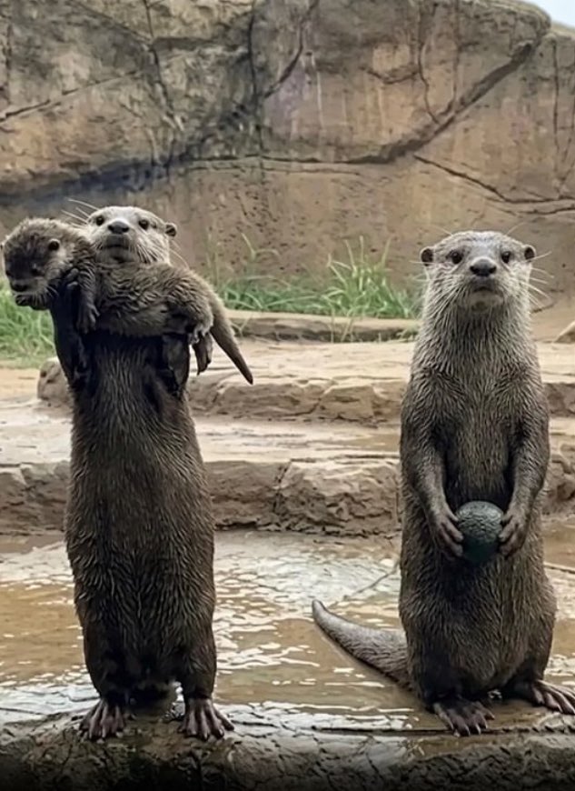 Puppieslover's tweet photo. Look! A mother otter proudly showed off her baby, while the dad showed off his favorite rock. https://t.co/K0Z5nVNAon