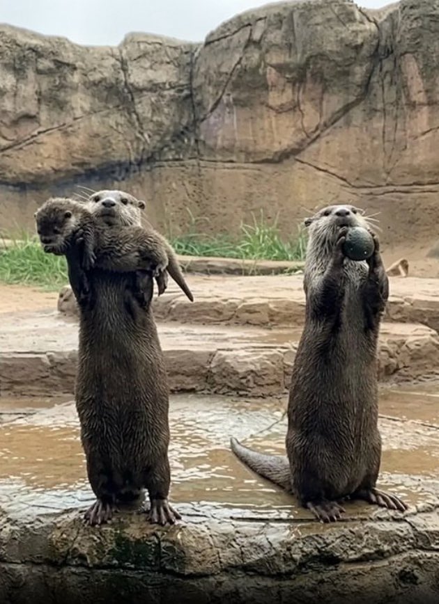 Puppieslover's tweet photo. Look! A mother otter proudly showed off her baby, while the dad showed off his favorite rock. https://t.co/K0Z5nVNAon