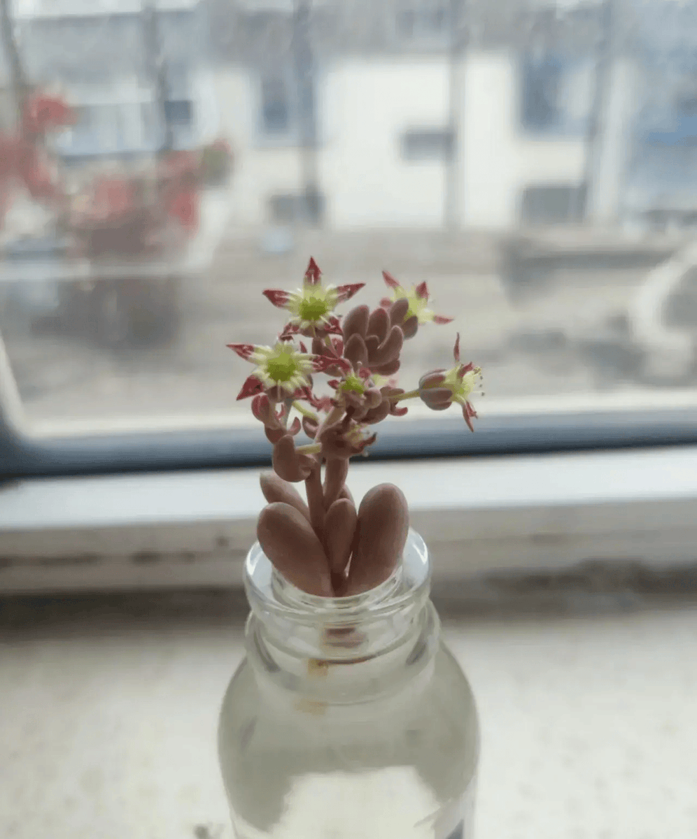 shconj's tweet photo. 今日对接完3个项目的进度，顺手给工位绿植浇了水，摸鱼间隙还拼完了半页拼图，平凡的工作日也有小确幸～ https://t.co/3sJNgPdMx7