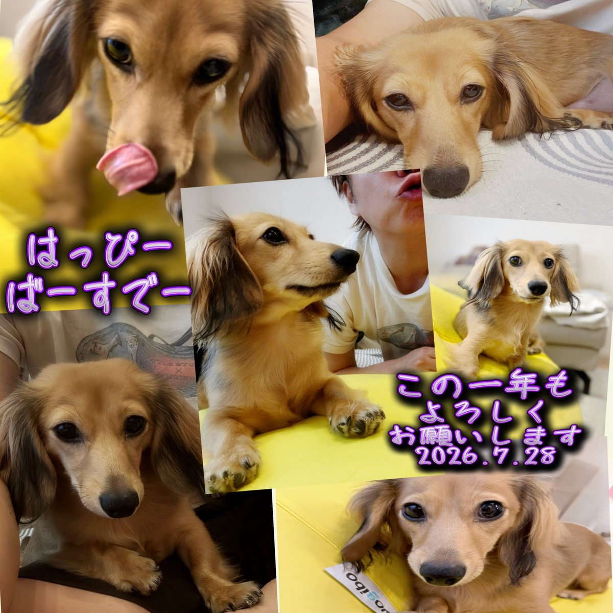 tomoki_2014's tweet photo. 2026.7.28

なにわの日。

無事誕生日を迎えました。

昨夜もめちゃくちゃお祝いありがとう。

朝起きて、ライン見たら357件きてて、そっと閉じて二度寝。

うん。
この一年も誰かに頼られる男を目指し、
さらに磨きを。

なにわ男子いざ参る。

＃いつになっても誕生日当日はそわそわ
＃愛犬神 https://t.co/KEElxWT0wJ