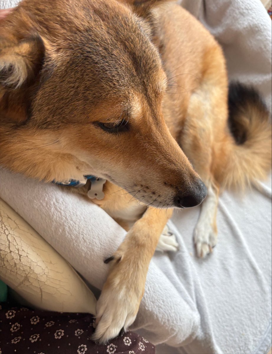 Chase_0130's tweet photo. 雨でお散歩中止になり密かに喜んでいる犬 https://t.co/F3Ms6RGid3