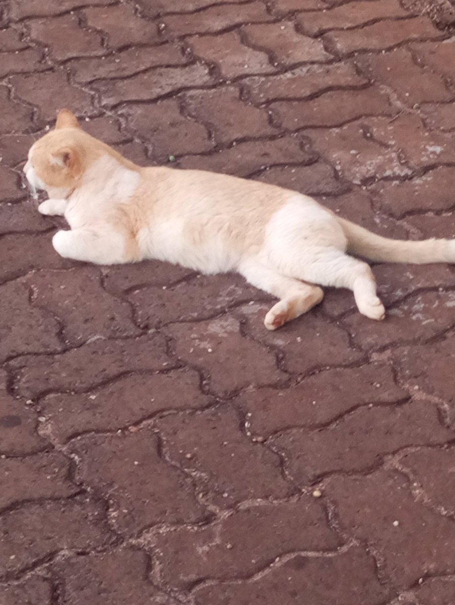 cometzsz's tweet photo. infelizmente bonito dms pra ser concorrência ent aq eu me despeço 
(ps. olha o gatinho q eu encontrei hj https://t.co/uTlnpl2kOK
