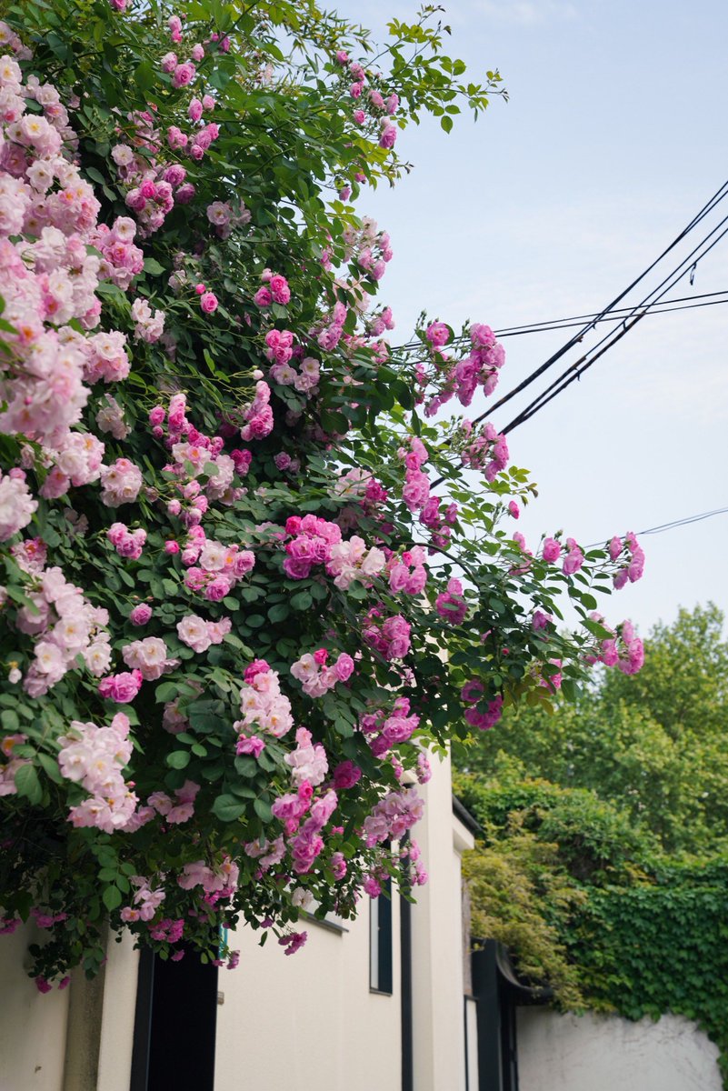 redfox406's tweet photo. 解锁城市隐秘花园！周末散步撞见满墙繁花，连风都裹着甜香，这才是生活该有的样子～， https://t.co/GdxmzEoLX6