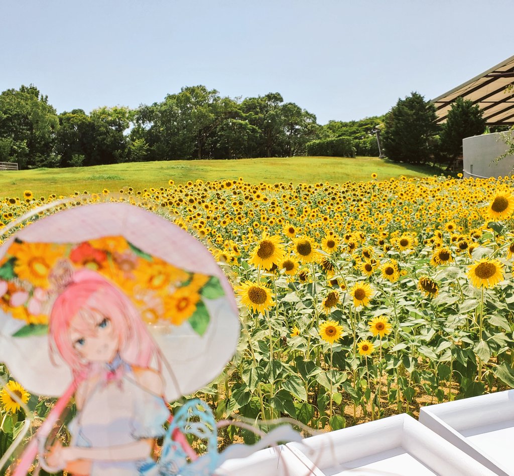 dekabird_'s tweet photo. あぢぃ🌻 https://t.co/P8N6a0jZjK