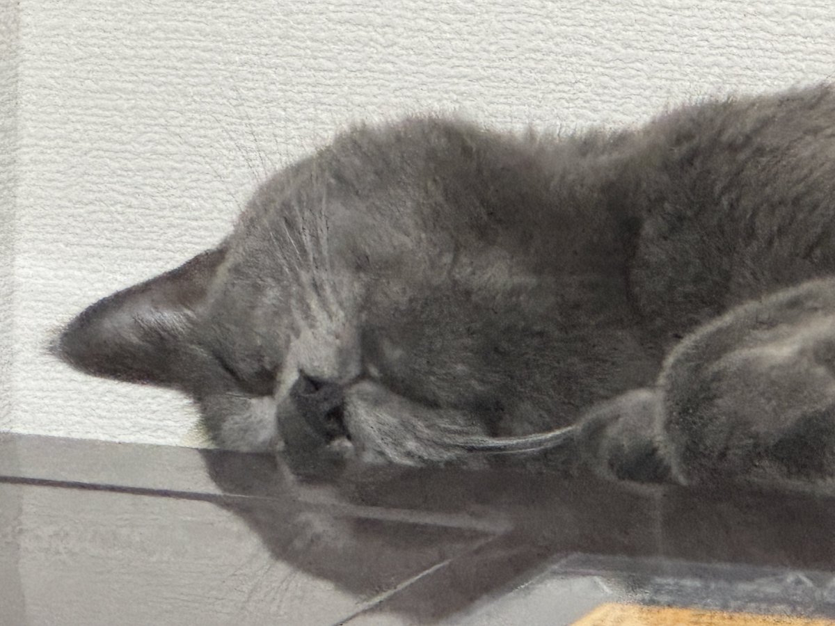 end_of_end_'s tweet photo. 猫夏 https://t.co/xYHa97qKsm