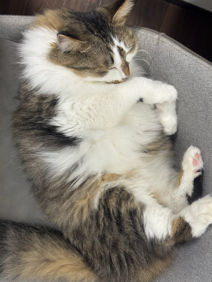 end_of_end_'s tweet photo. 猫夏 https://t.co/xYHa97qKsm