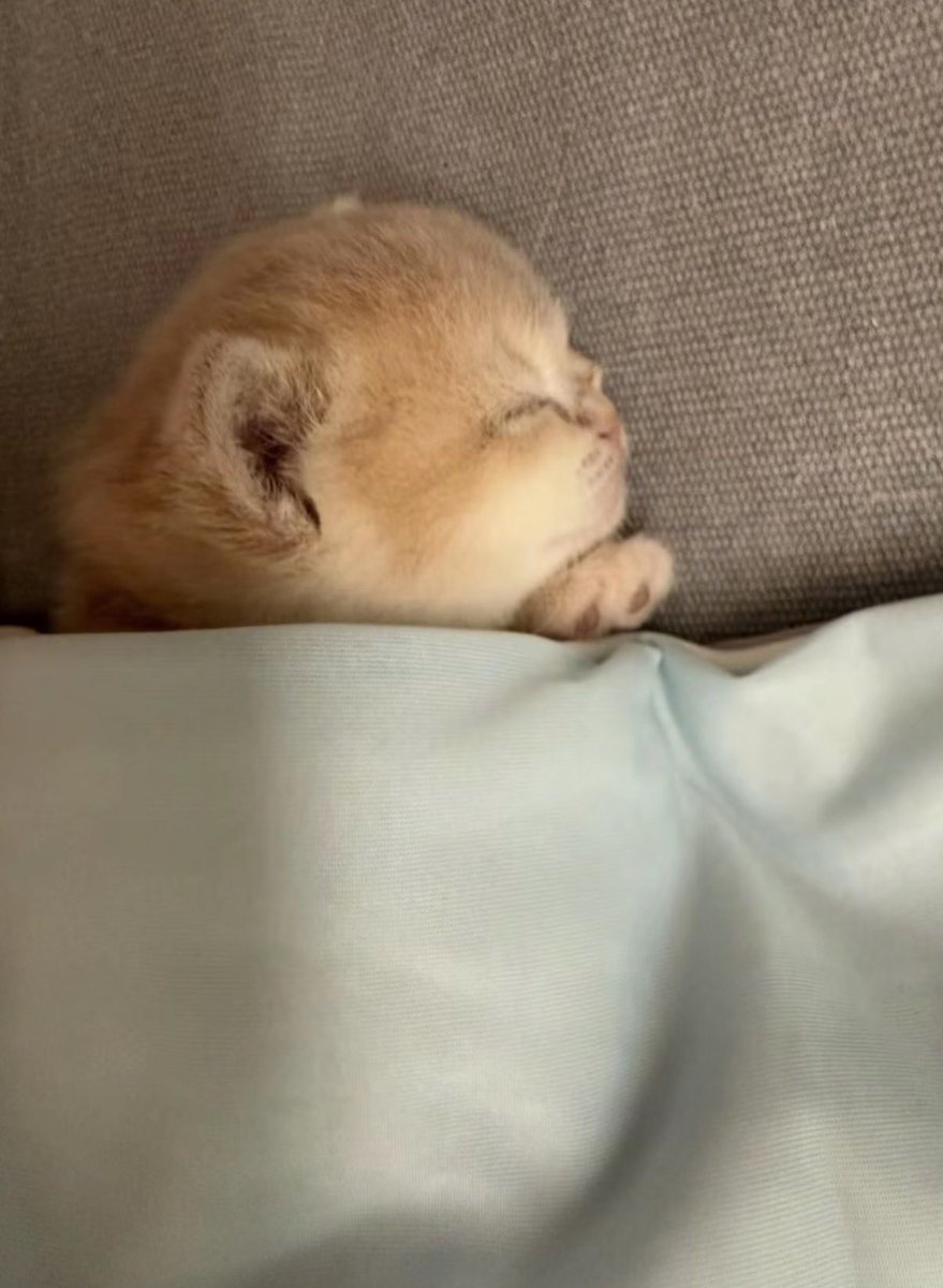 twaniimals's tweet photo. https://t.co/Y2zKfZhVET