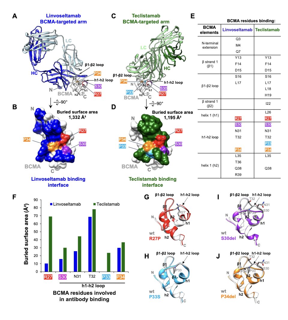 Myeloma_Doc's tweet photo. #Myeloma Paper of the Day: Linvoseltamab may retain binding to cells w/ BCMA R27P S30del mutations, and demonstrated Jurkat-NFAT reporter and primary  T-cell activation, as well as targeted cytotoxicity against mutated BCMA comparable to WT BCMA: https://t.co/ABrWbXM3pu. #mmsm https://t.co/B3csecBjAn
