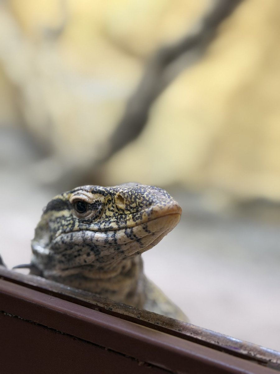 xavieraron's tweet photo. ￼amo los reptiles https://t.co/KCgndYc1WE