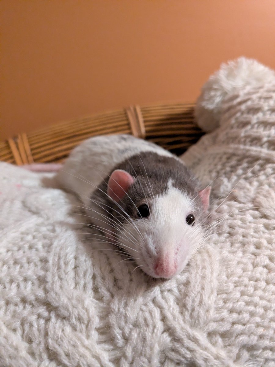 Mouse tweet media