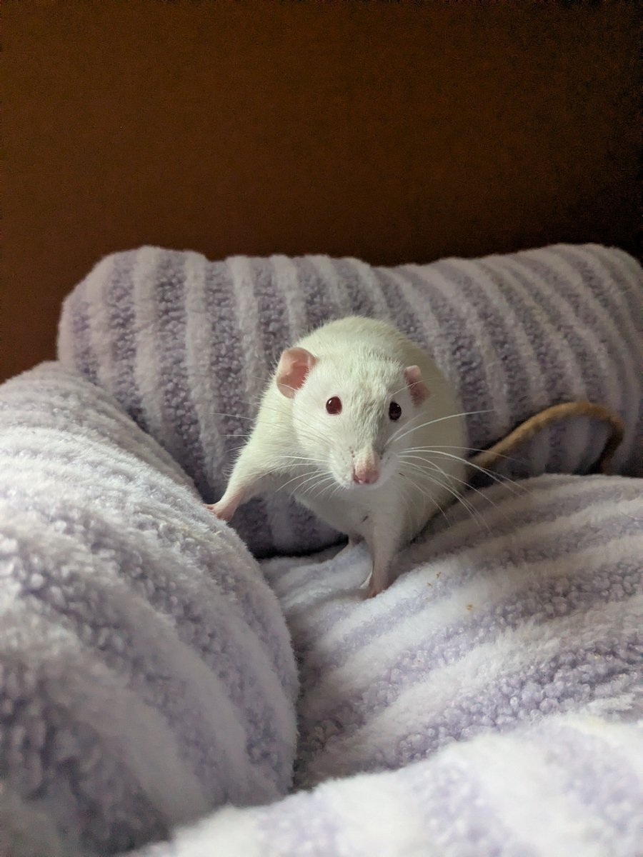Mouse tweet media