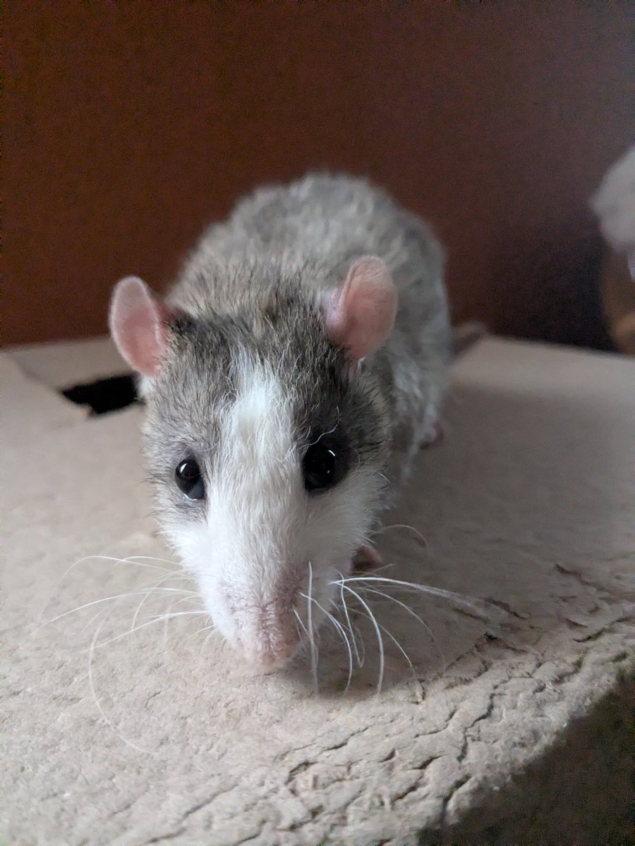 Mouse tweet media