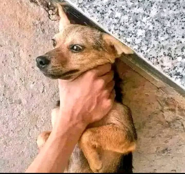 Ekun💎 tweet media