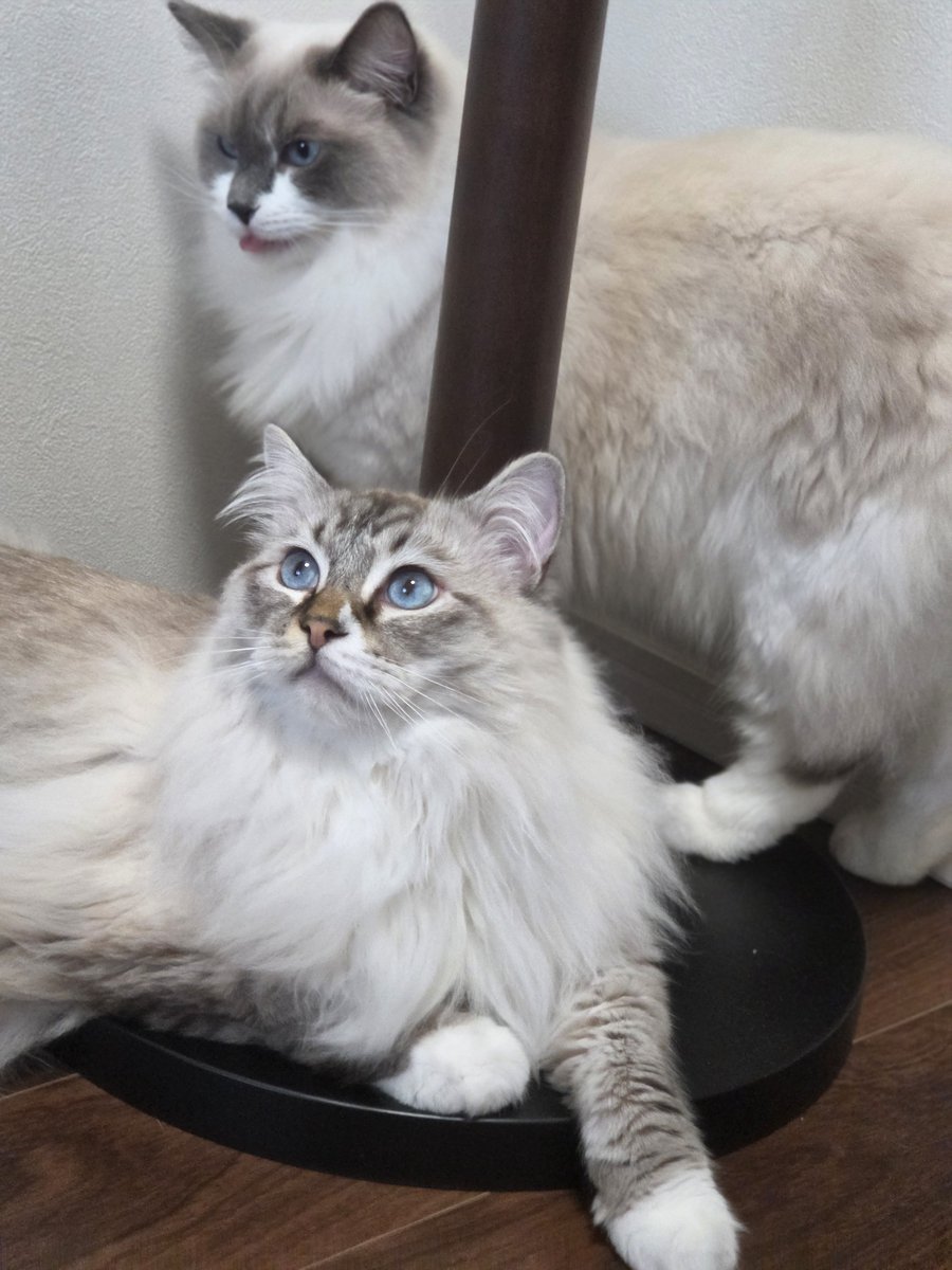 takanashikiara's tweet photo. Receiving healing by Nerissa cats 🙏✨️ https://t.co/Ic1ZrM3rLk