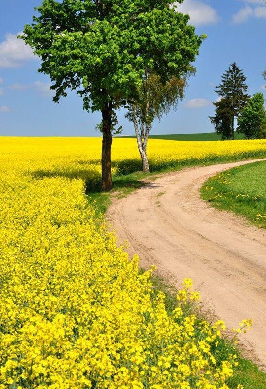Shamseya2222's tweet photo. يا صانع المعجزات، يارب المستحيلات، أرني الفرح في تحقيق كل ما أريد 🌼🍃 https://t.co/jOOncsBECG