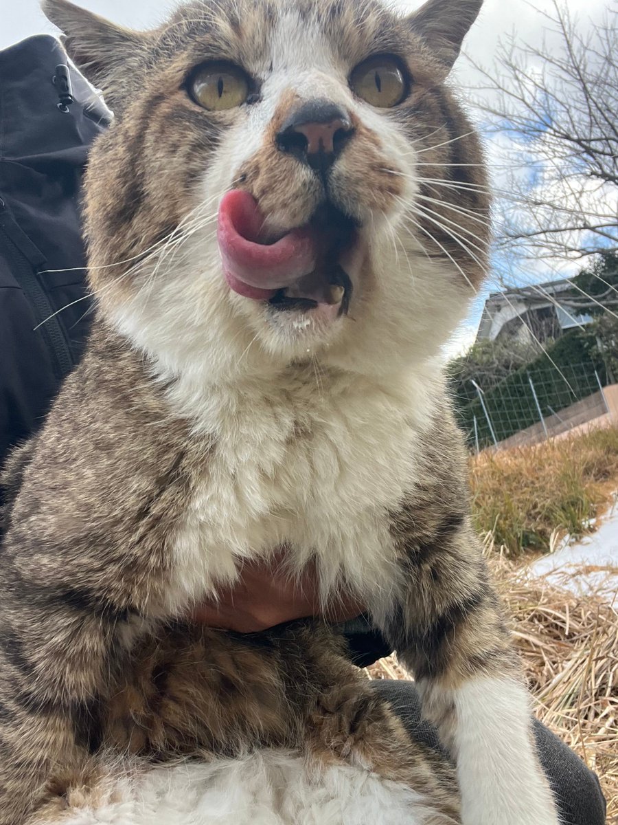 hiro_ibo's tweet photo. 猫の冬毛がまた可愛いんだよなぁ…… https://t.co/PI3qN136hT