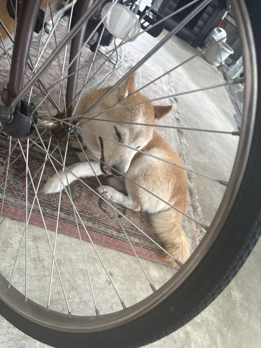 aicha_spoon's tweet photo. ばーちゃんちのわんころがカーポートの下で雷を自転車で忍んでる https://t.co/1LLwdlgsLZ