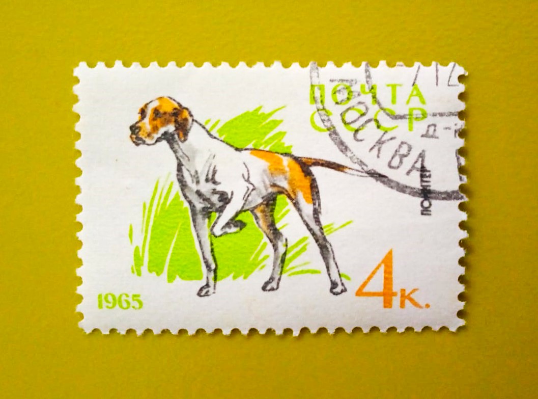 FarhanA7940's tweet photo. Russia Pointer Dog
#postage #Philatey #stamps https://t.co/UxBu7ZaqJy