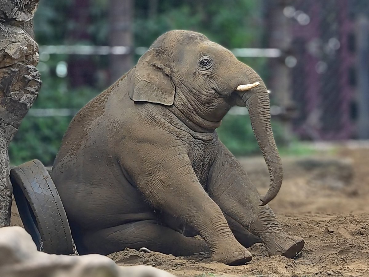 tomoko_elephant's tweet photo. むむーん♪
#アルン 5歳 #アジアゾウ
#上野動物園 7月28日 10時02分 https://t.co/miz1wtasWJ