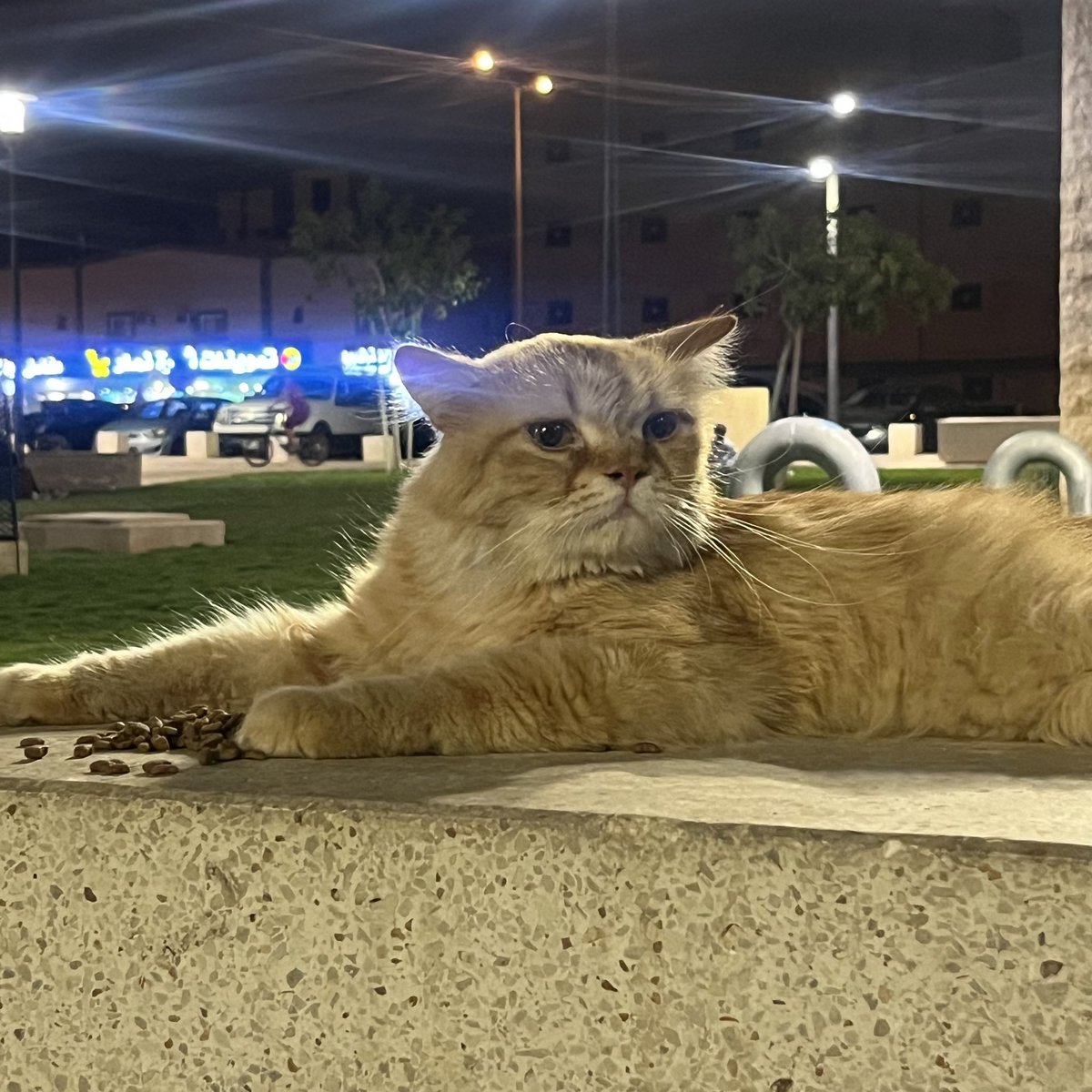 hananalharbiih's tweet photo. السلام عليكم ورحمة الله وبركاته 
هذي قطط  بيوت موجودة في الرياض - طويق - حديقة الجش اللي يقدر يتبناهم https://t.co/hsaTdqWxgm