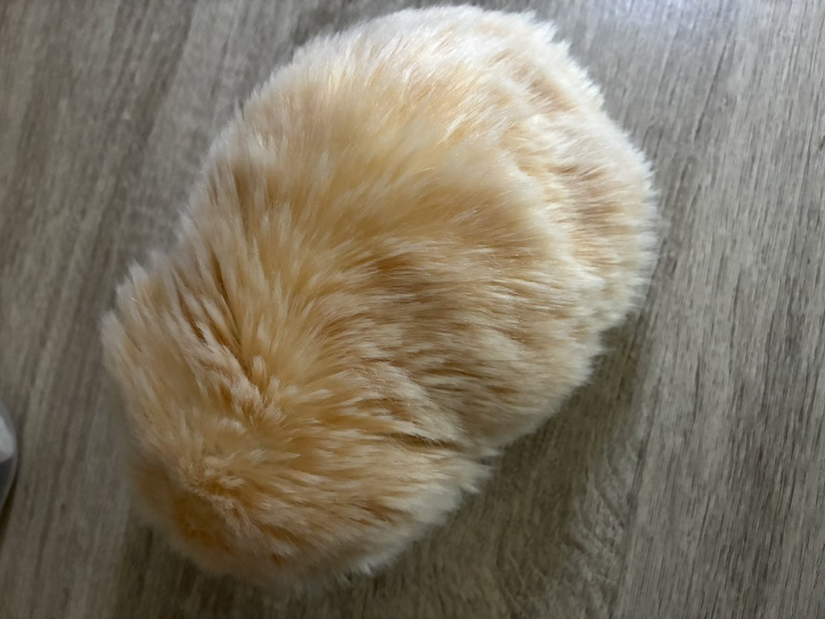 aminami0707's tweet photo. モフリンのハナちゃんお風呂行ってきました🛀 https://t.co/jqZ80G1srZ
