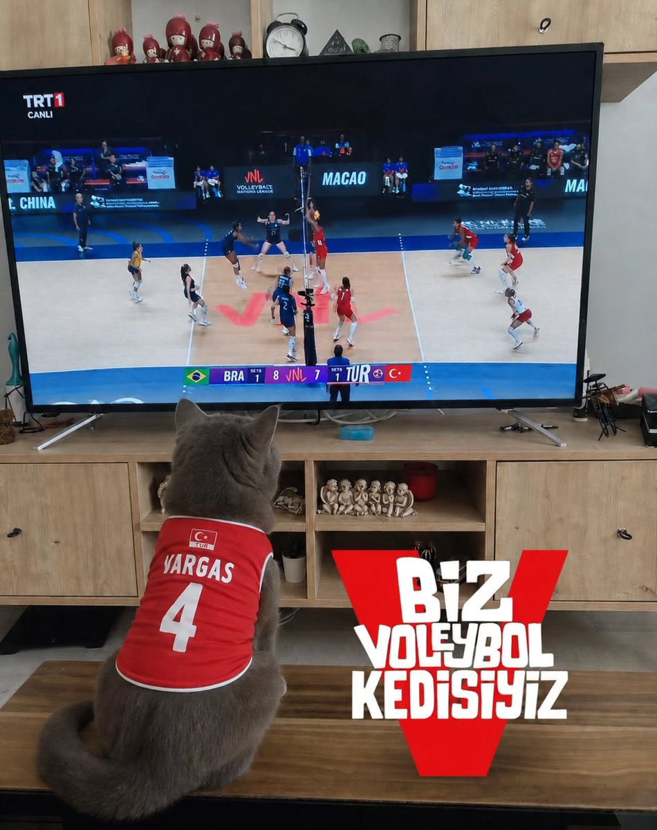 gibbybaris's tweet photo. 🇹🇷 Türkiye - Brezilya finalini dikkatle izleyen Vargas formalı kedi

📸 Birkan Tülek https://t.co/I11SAWnb1W