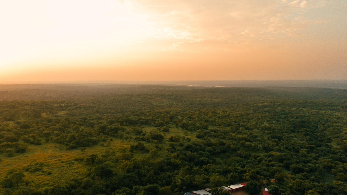 kobusiinge_256's tweet photo. The wild comes alive after dark. 🌙🦁
Experience the thrill of a night game drive in Murchison Falls National Park, where elusive nocturnal wildlife emerges under the stars for an unforgettable safari adventure. Come and enjoy all these and so much more during #OpenParkDays, happening 25th–27th September.

Don't miss your chance to explore Uganda's incredible wilderness with Uganda Wildlife Authority. 
@ugwildlife 

@BusingyeJose

#ExploreUganda #OpenParkDays2026