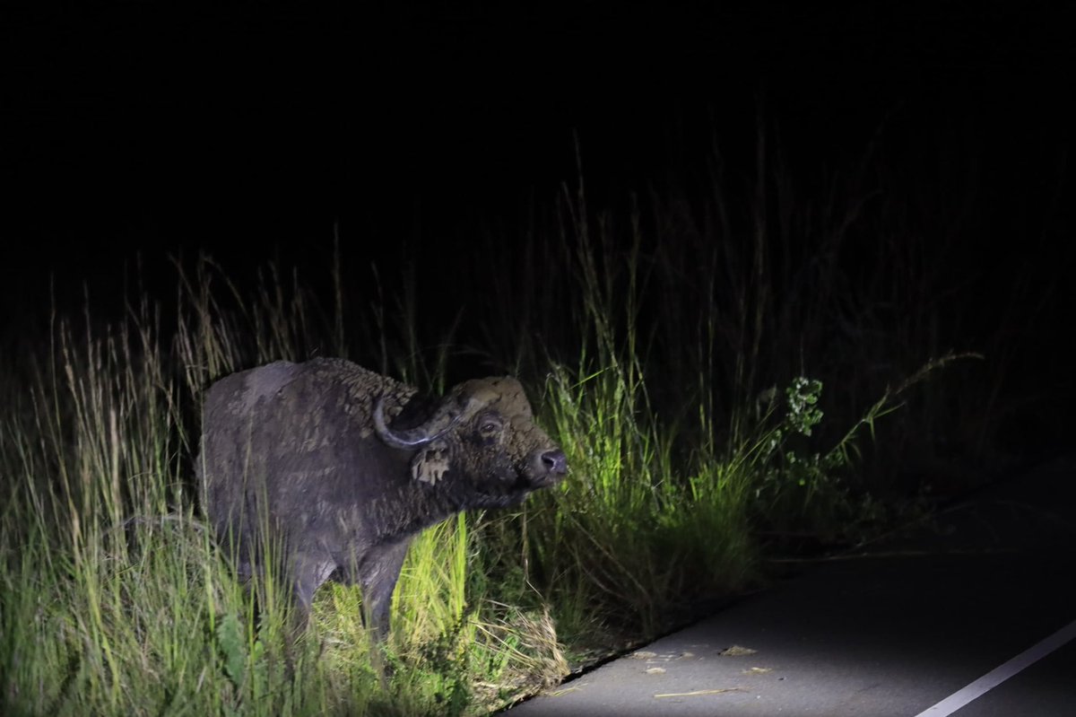 kobusiinge_256's tweet photo. The wild comes alive after dark. 🌙🦁
Experience the thrill of a night game drive in Murchison Falls National Park, where elusive nocturnal wildlife emerges under the stars for an unforgettable safari adventure. Come and enjoy all these and so much more during #OpenParkDays, happening 25th–27th September.

Don't miss your chance to explore Uganda's incredible wilderness with Uganda Wildlife Authority. 
@ugwildlife 

@BusingyeJose

#ExploreUganda #OpenParkDays2026