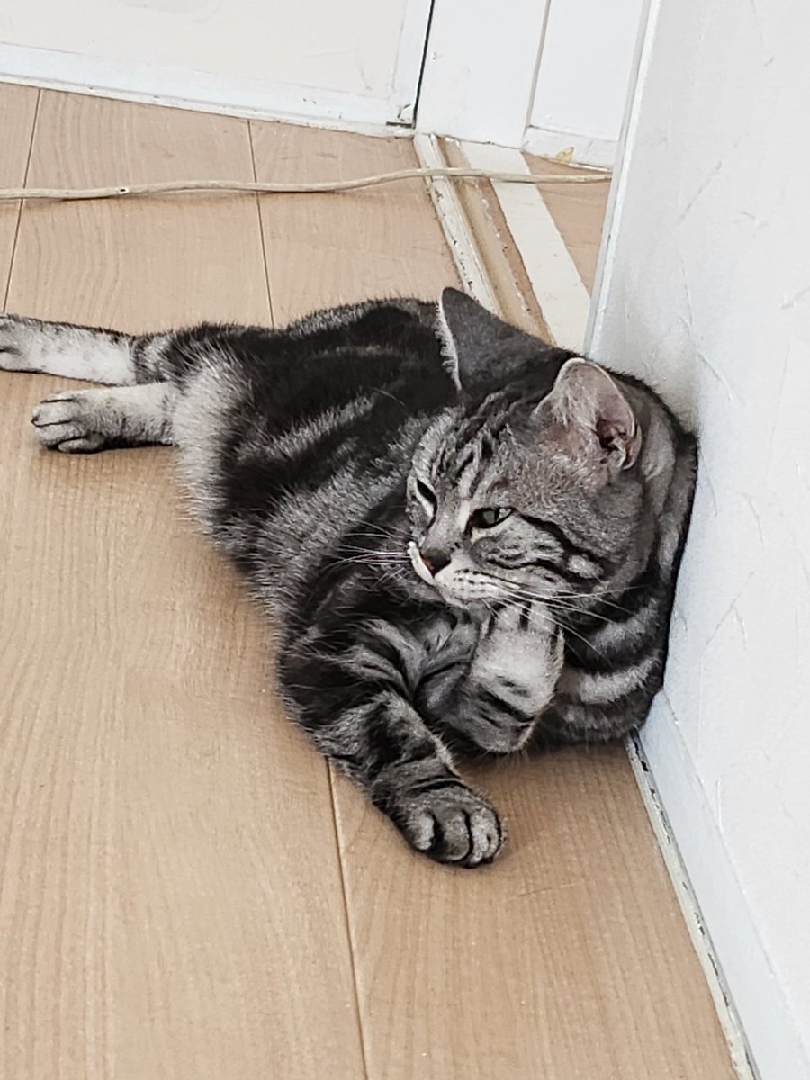 funkysawa's tweet photo. ぽんず🐱くつろぎ中

あれだけ晴れてたのに今、雷鳴って雨めっちゃ降ってる💦 https://t.co/FrfGyFE2jB