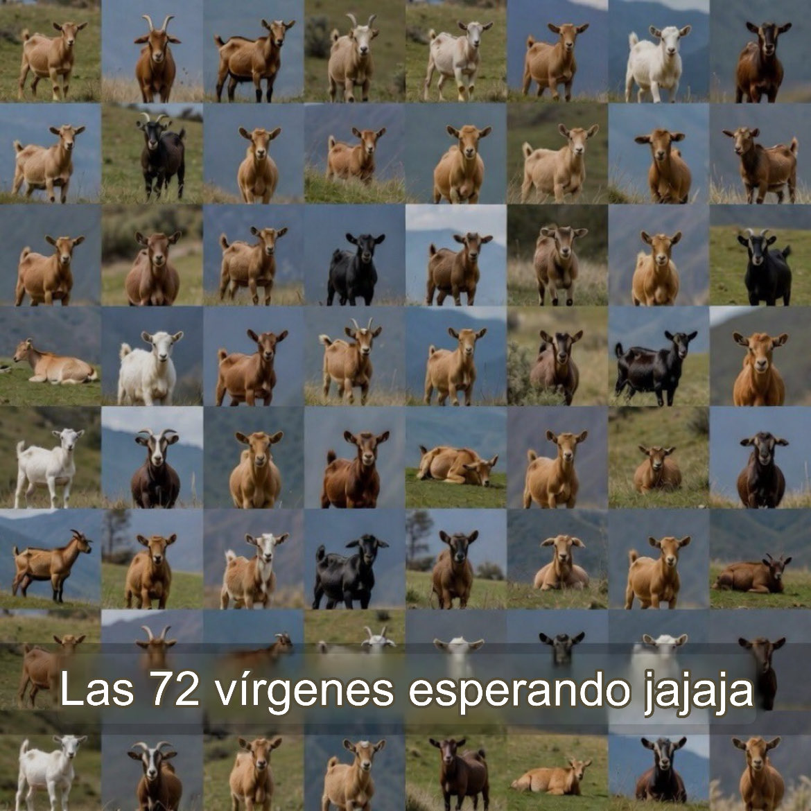 _ElQuintoPoder_'s tweet photo. ‼️Última hora‼️
Desveladas fotografías de cada una de las 72 vírgenes que el Islam oferta en “su cielo” a cada troglodita islámico que además sea un asesino.

*Ahora lo entiendo mejor, 
¿quién se puede resistir a esto? https://t.co/UhGvoJ5aSr