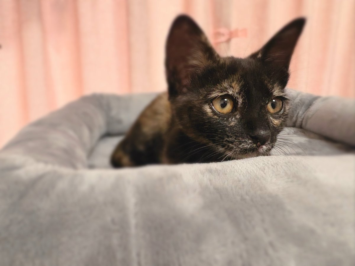 M1M1x8x619e's tweet photo. ミケが使ってたキャットタワー
使いこ���してくれてる🥰🥹💞

#猫好きな人と繋がりたい 
#猫のいる幸せ
#3ヶ月 #サビ猫 https://t.co/Uos2eo91UB