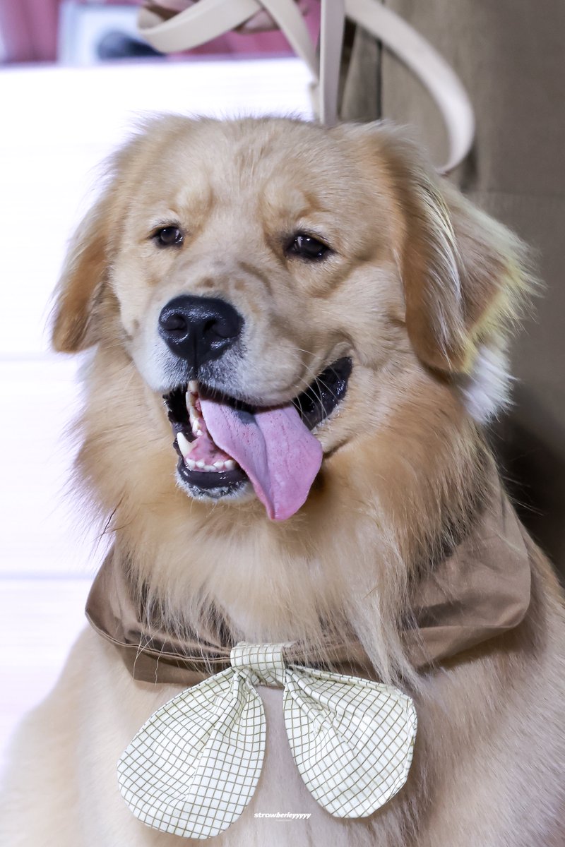 lovenaration's tweet photo. kerker 🐶😛😜🤪

3CE POND PARKER 
#3CEPondParkerPawty https://t.co/jVymnKi5kS