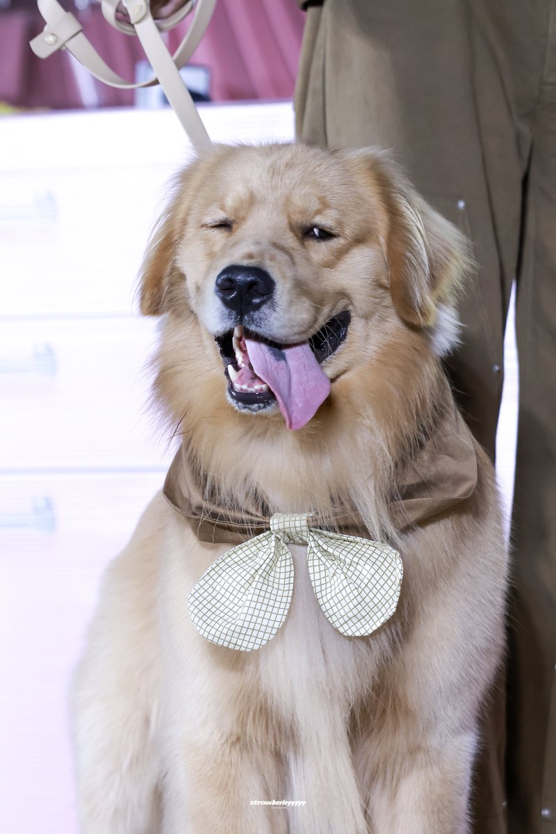 lovenaration's tweet photo. kerker 🐶😛😜🤪

3CE POND PARKER 
#3CEPondParkerPawty https://t.co/jVymnKi5kS