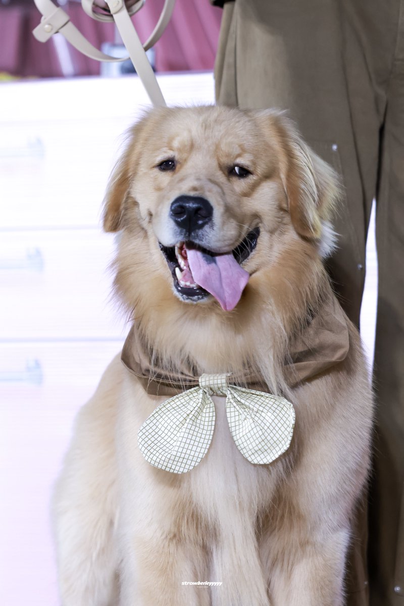 lovenaration's tweet photo. kerker 🐶😛😜🤪

3CE POND PARKER 
#3CEPondParkerPawty https://t.co/jVymnKi5kS