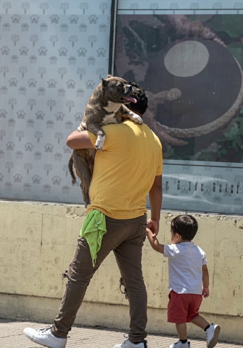 Puppieslover's tweet photo. After being criticized for carrying the dog in his arms instead of the son, the father defended himself: "The ground was hot and my dog was barefoot." https://t.co/VSJwW0T0db