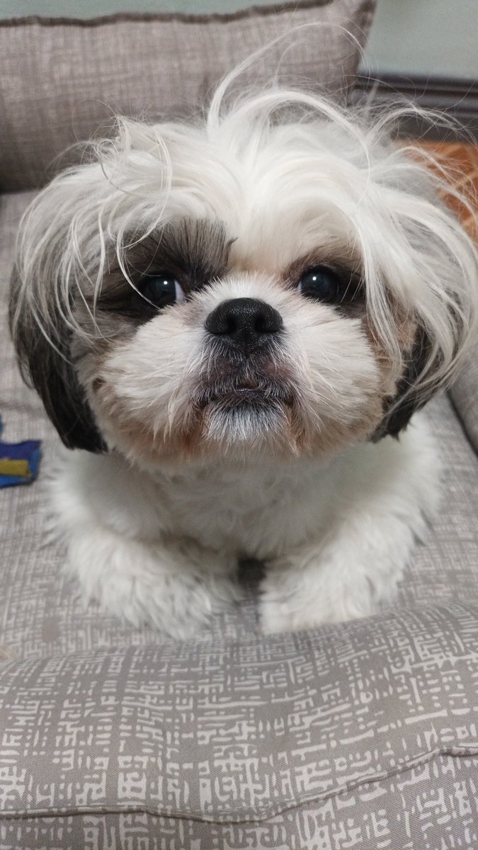 Pijeyy_'s tweet photo. moja ljubav 🐶💕 https://t.co/mx2oGgsW1F