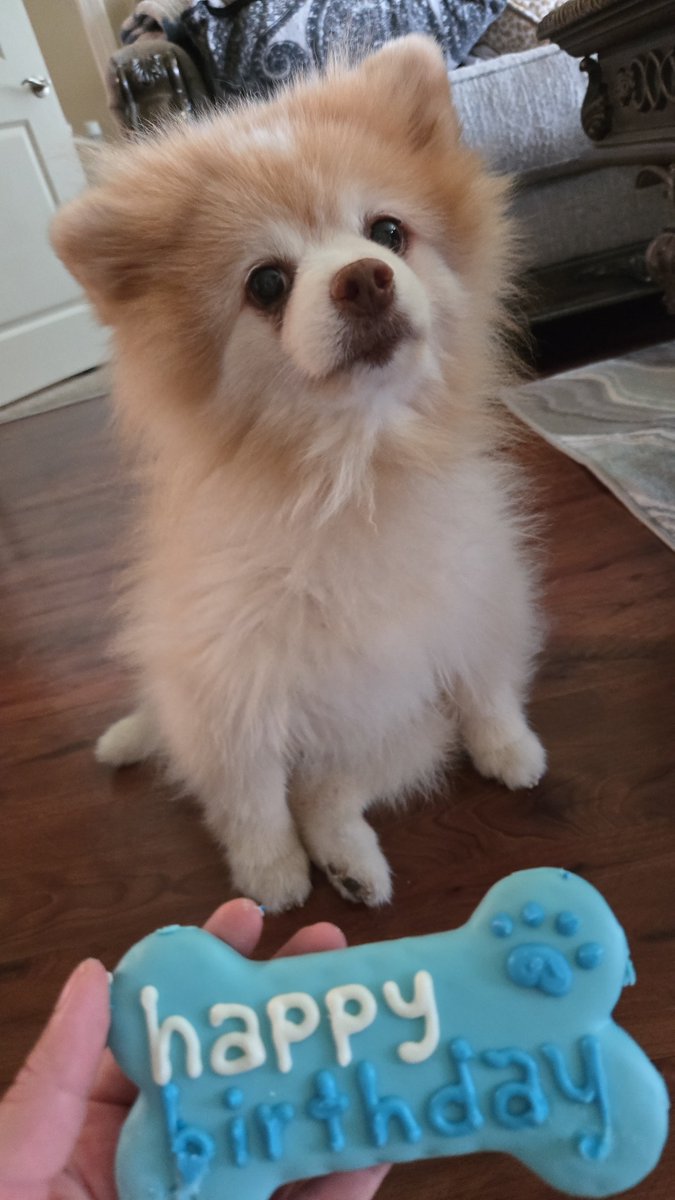gminmoe's tweet photo. its was mishas 13th bday yay https://t.co/P5txnVv0mD