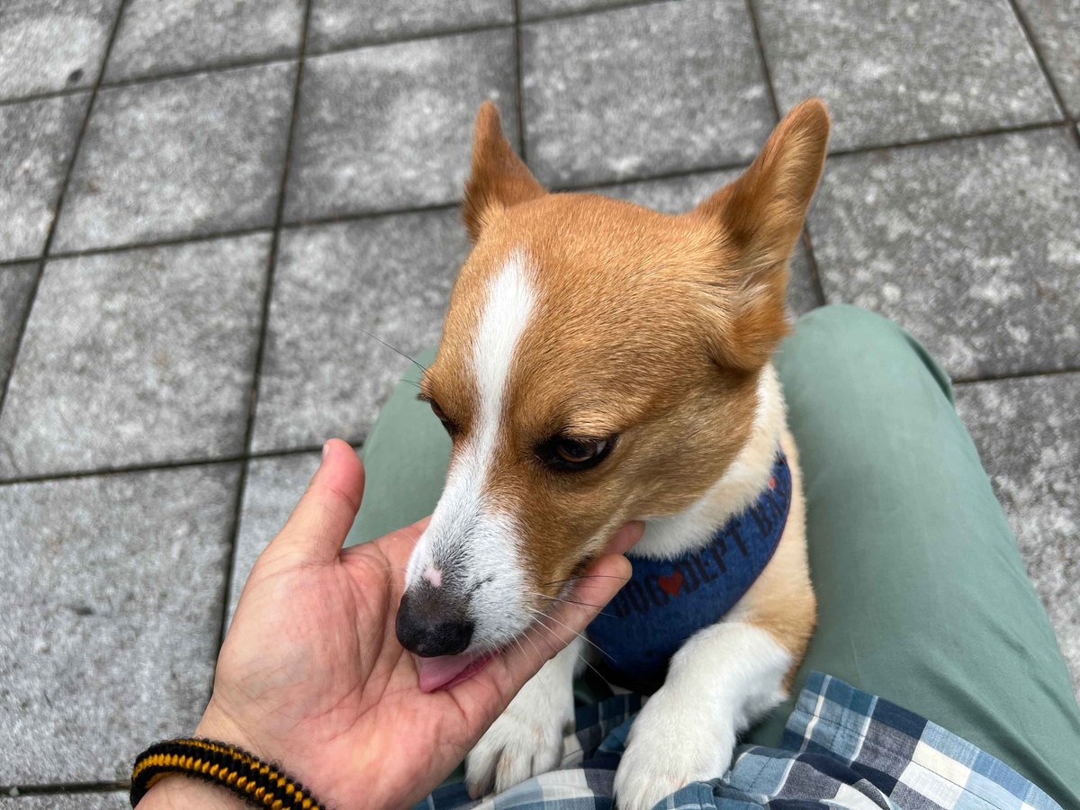 HABANADAY's tweet photo. 先週ペットホテルは一日最大8頭の利用がありました
今日はこの子だけ
雨がくるのでお散歩好きなので30分外気を浴びてきました
途中休憩してSNSながめたら
「神社に歓迎される人は」が目にとまりました

神社によく行くようになりました
守られている感じがたしかにあります
..ところで降ってきました https://t.co/P4ijANqoTU