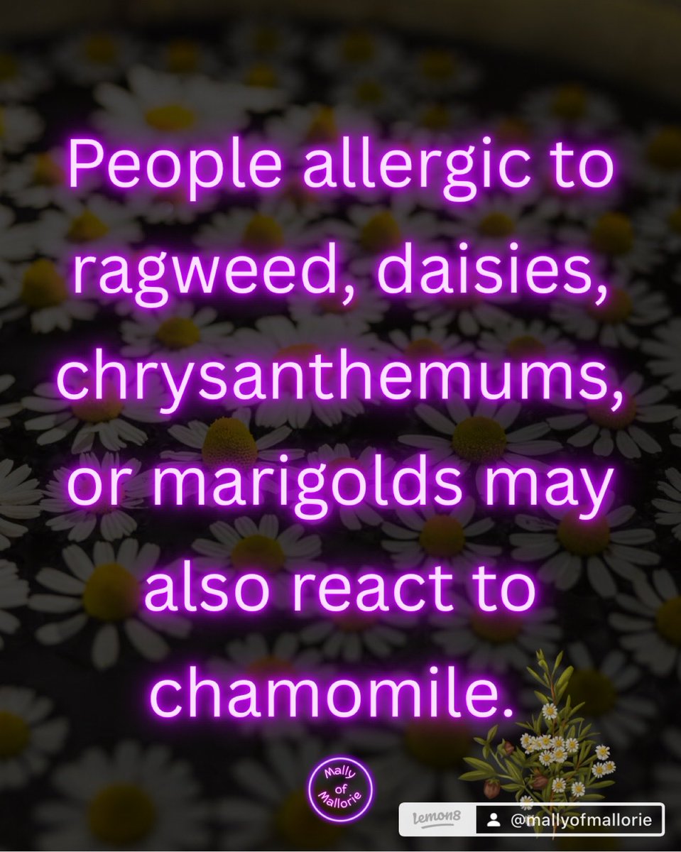 MallyofMallorie's tweet photo. Chamomile 🌼 Gentle Ritual, Honest Evidence 
#herbs https://t.co/76f13W6dLr