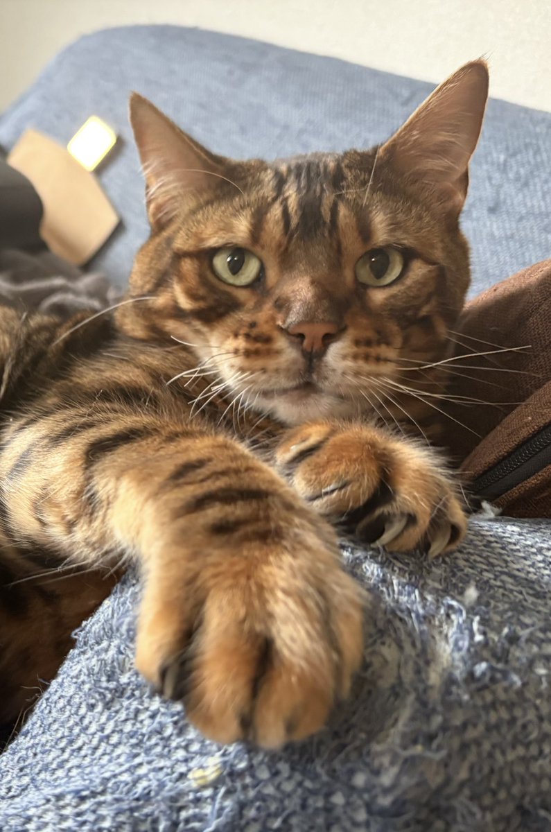 yui4ja5's tweet photo. 盛れたにゃ🐾 https://t.co/xjeD2gJKXJ
