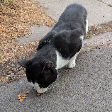 Robert Allotment cat,now helped by Janet & Amanda tweet media