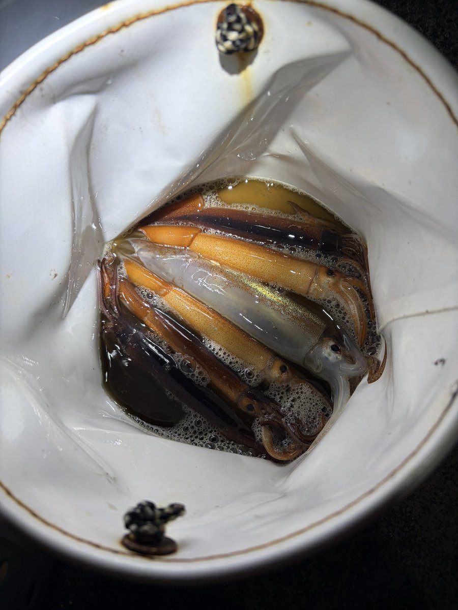 tomoya__0704's tweet photo. 昨日の仕事終わりに2時間かけて
エギング🦑
何とか釣れて良かった🫡 https://t.co/YcUVehRCO6