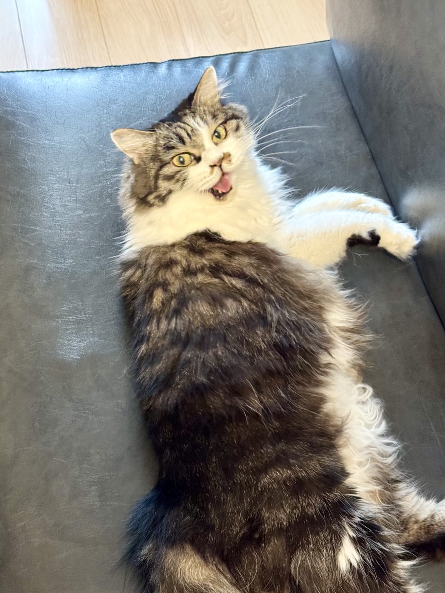 MTRS_kinked's tweet photo. 撫でずにソファを立つとキレるねこ https://t.co/nFuqlWkTOU