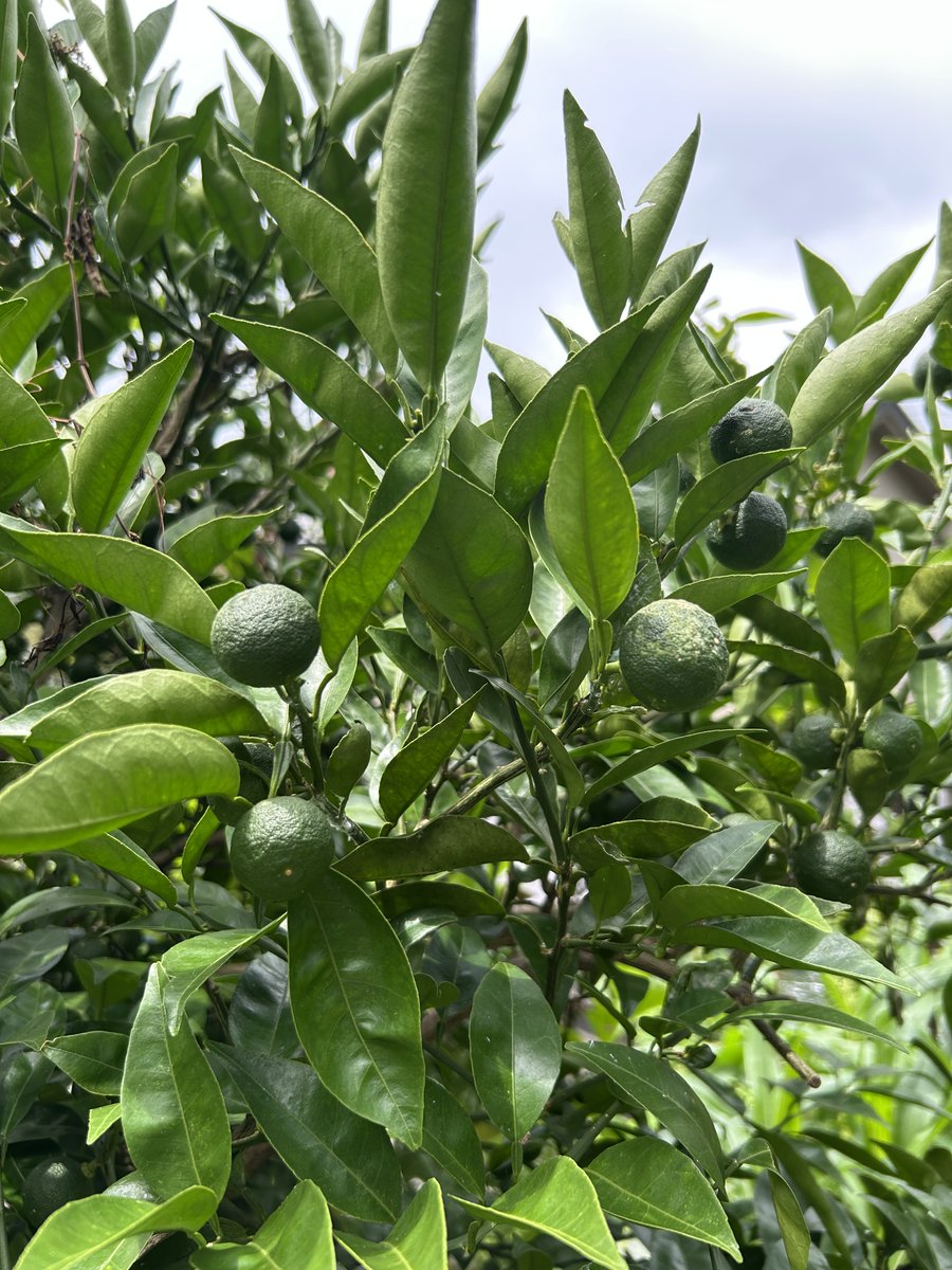 tagi_3's tweet photo. 菜園生活３５　みかん、甘夏、ゆずとスダチ
順調に育っていました。
甘夏は年明け以降の収穫です。 https://t.co/dIOU3sBf21