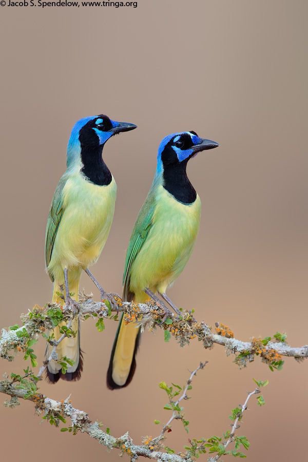 birdslover512's tweet photo. Can you guess the bird name https://t.co/1cLpcURWMn